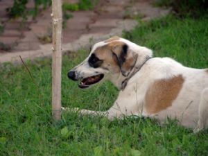 SOKAK KÖPEKLERİ ARAMA KURTARMA KÖPEĞİ OLACAK 