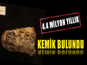 4.4 MİLYON YILLIK AT KEMİĞİ BULUNDU