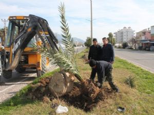 PALMİYE VE HURMA AĞAÇLARINDAKİ TEHLİKE