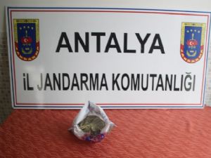 ANTALYA'DA UYUŞTURUCU OPERASYONU