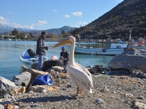 GAZİPAŞA'DA PELİKAN SEVİNCİ